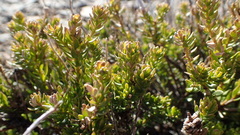 Microdon parviflorus