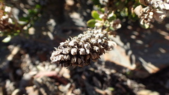 Microdon parviflorus