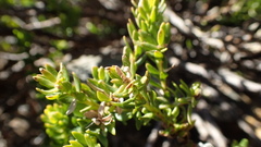 Microdon parviflorus