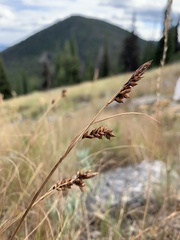 Carex raynoldsii