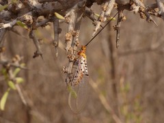 Italochrysa stigmatica