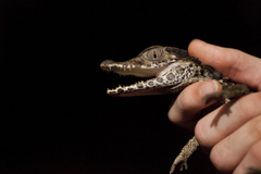 Paleosuchus trigonatus