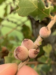 Disholcaspis simulata