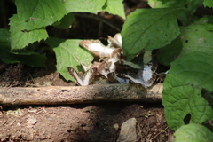Antigonus emorsa