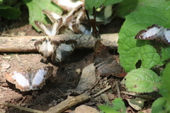 Antigonus emorsa