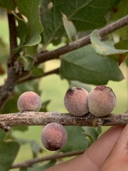 Disholcaspis simulata