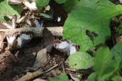 Antigonus emorsa