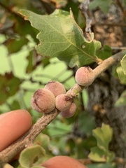 Disholcaspis simulata