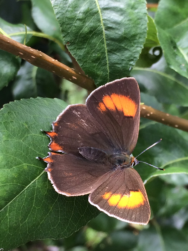 Brown Hairstreak, Arnhem, photo 8 of 10