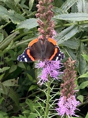 Vanessa atalanta