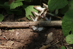 Antigonus emorsa