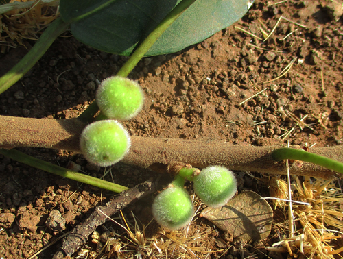 Ficus thonningii image