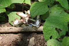 Antigonus emorsa