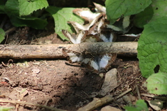 Antigonus emorsa