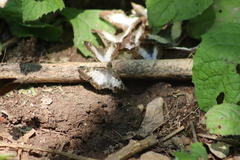 Antigonus emorsa