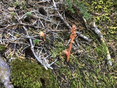 Monotropa hypopitys