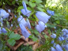 Campanula cespitosa
