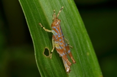 Gesonula punctifrons