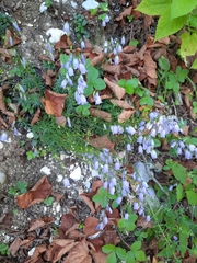 Campanula cespitosa