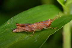 Gesonula punctifrons