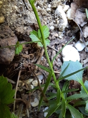 Campanula cespitosa