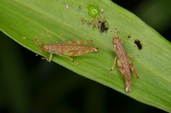 Gesonula punctifrons