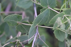 Guardiola platyphylla