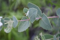 Guardiola platyphylla