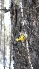 Vulpicida canadensis