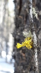 Vulpicida canadensis