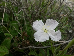 Oenothera kunthiana