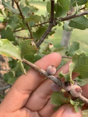 Disholcaspis simulata