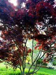 Acer palmatum