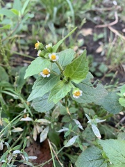 Galinsoga quadriradiata