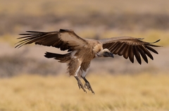 White-backed Vulture - Photo (c) Ian White, some rights reserved (CC BY-NC-SA)