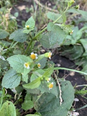 Galinsoga quadriradiata