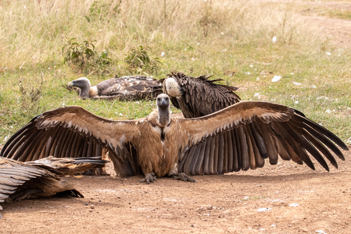 White-backed Vulture