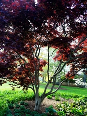 Acer palmatum
