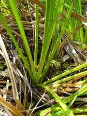 Scirpus longii