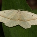 Confused Eusarca Moth - Photo (c) Diana-Terry Hibbitts, some rights reserved (CC BY-NC), uploaded by Diana-Terry Hibbitts