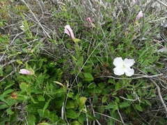 Oenothera kunthiana