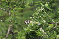 Antigonus emorsa