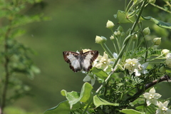 Antigonus emorsa