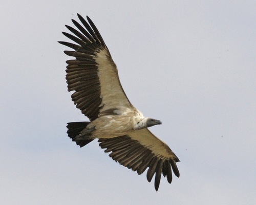 White-backed Vulture