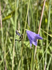 Campanula intercedens