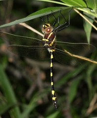 Macromia pacifica