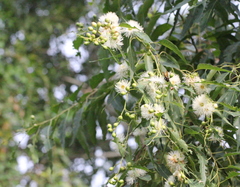 Eucalyptus urophylla