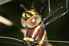 Macromia pacifica