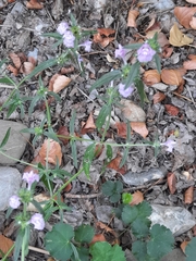 Galeopsis angustifolia