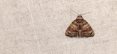 Chlumetia